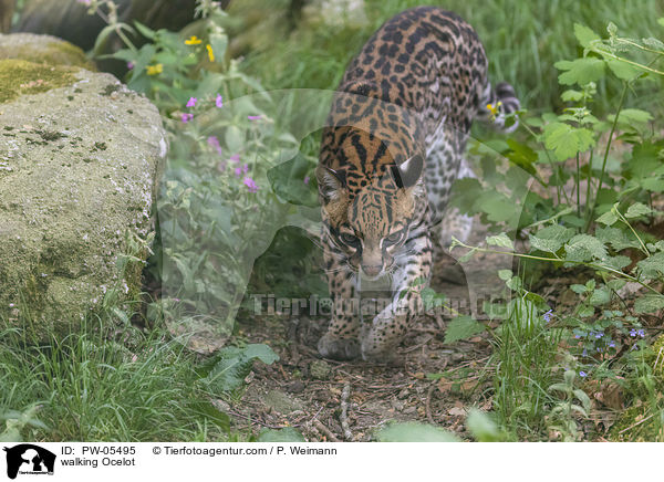 laufender Ozelot / walking Ocelot / PW-05495