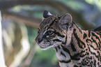 Ocelot portrait