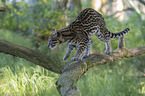 walking Ocelot