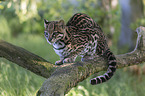 sitting Ocelot