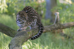 sitting Ocelot