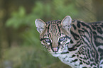 Ocelot portrait