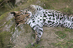 lying Ocelot