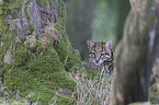 Ocelot portrait