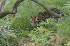 walking Ocelot