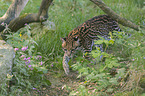 walking Ocelot