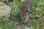 walking Ocelot