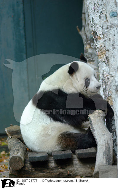 Panda / SST-01777