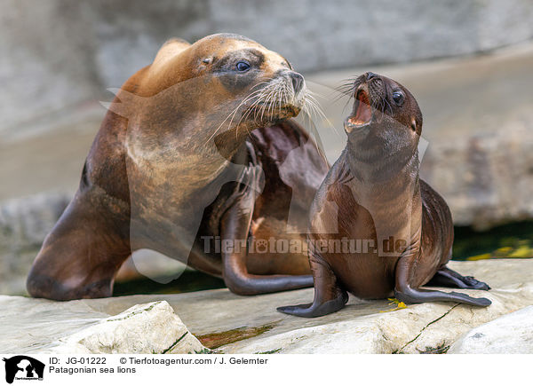 Mhnenrobben / Patagonian sea lions / JG-01222