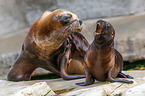 Patagonian sea lions