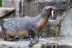Patagonian sea lion