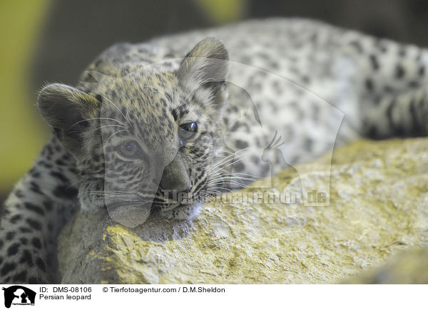 Persian leopard / DMS-08106