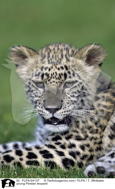 junger Persischer Leopard / young Persian leopard / FLPA-04137