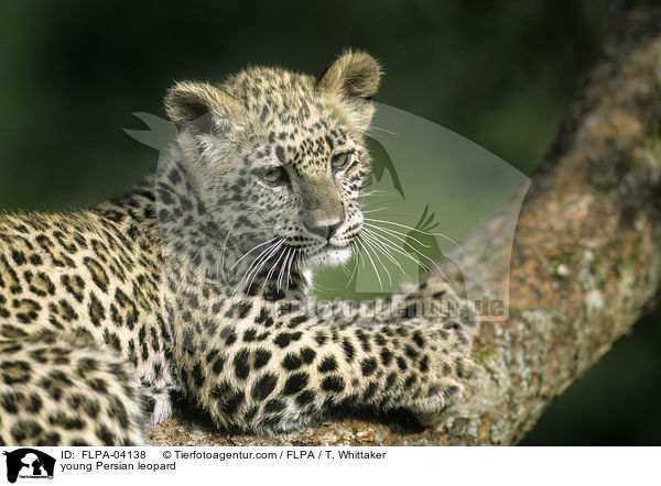 young Persian leopard / FLPA-04138