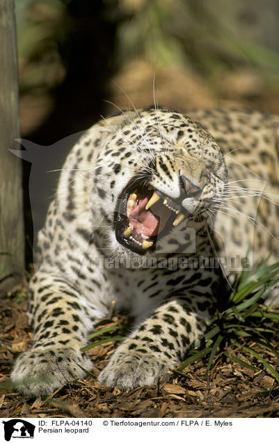 Persian leopard / FLPA-04140