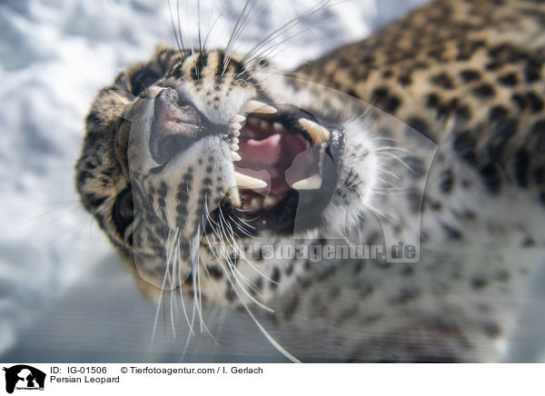 Persischer Leopard / Persian Leopard / IG-01506