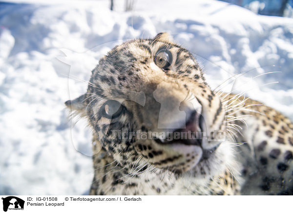 Persian Leopard / IG-01508
