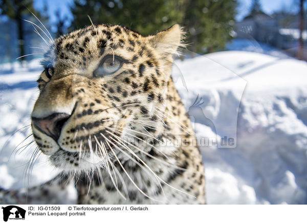 Persian Leopard portrait / IG-01509