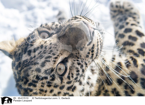 Persischer Leopard / Persian Leopard / IG-01510