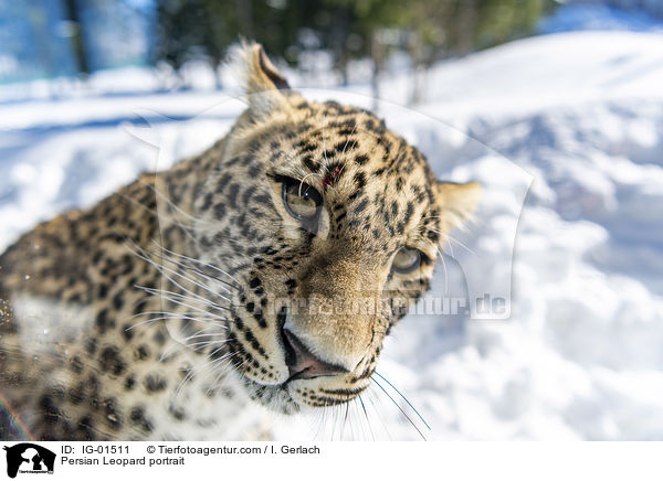 Persian Leopard portrait / IG-01511