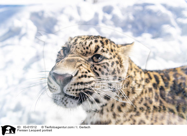 Persian Leopard portrait / IG-01512