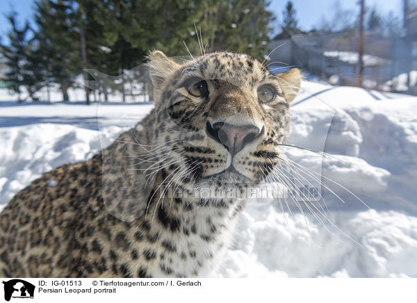 Persian Leopard portrait / IG-01513