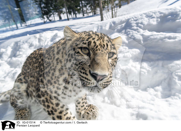 Persian Leopard / IG-01514