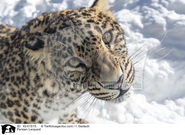 Persian Leopard / IG-01515