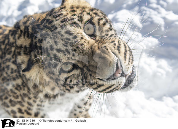 Persischer Leopard / Persian Leopard / IG-01516