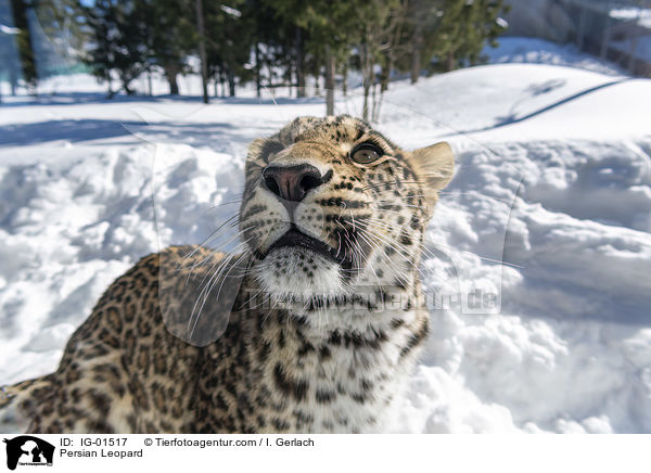 Persian Leopard / IG-01517