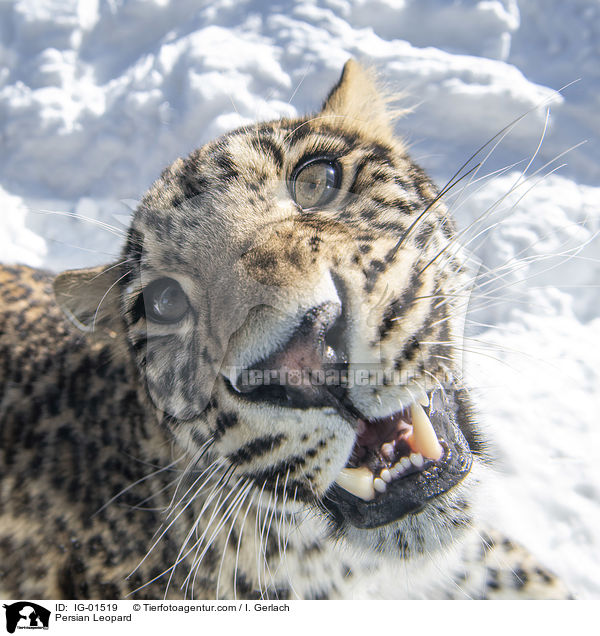 Persian Leopard / IG-01519