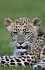 young Persian leopard