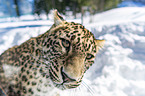 Persian Leopard portrait