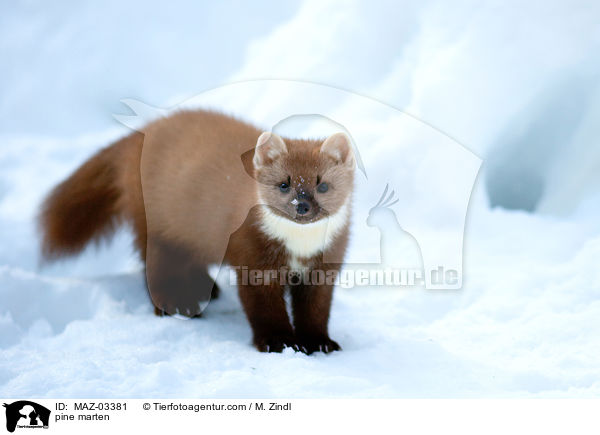 pine marten / MAZ-03381