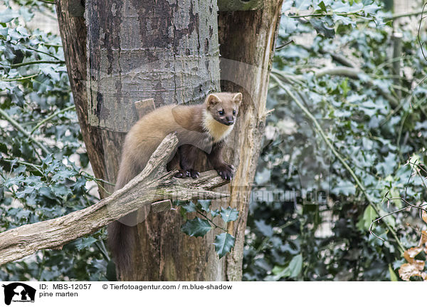 pine marten / MBS-12057