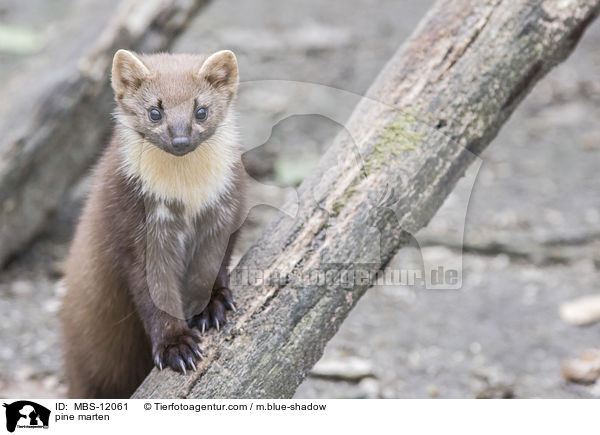 pine marten / MBS-12061