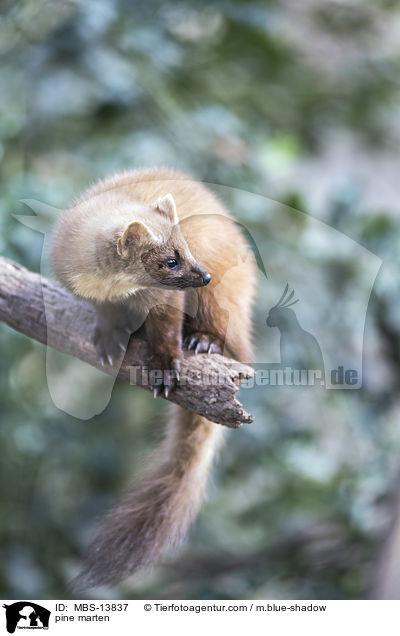 pine marten / MBS-13837