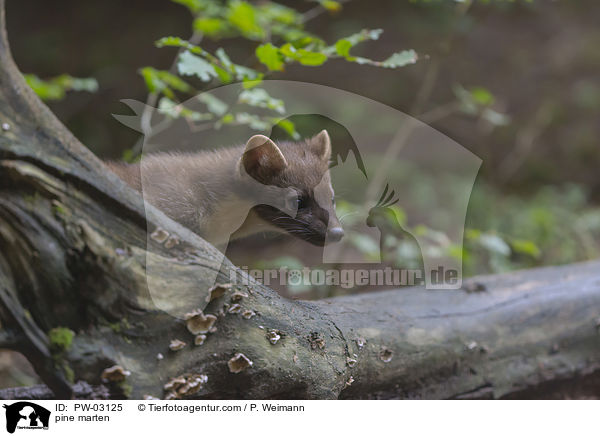 pine marten / PW-03125