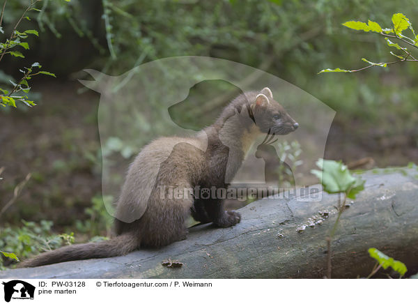 pine marten / PW-03128