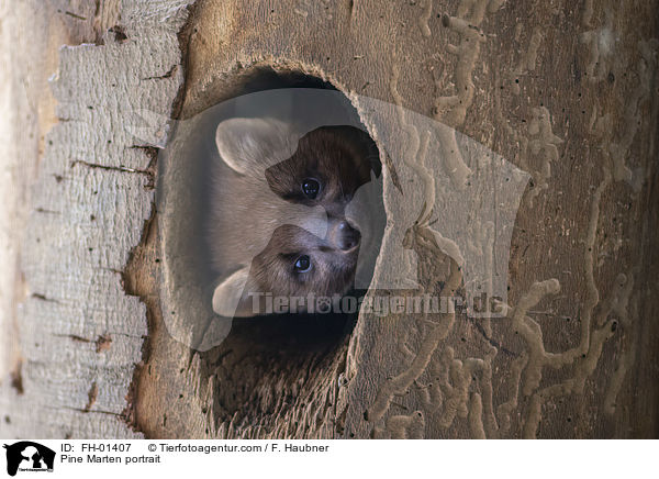 Baummarder Portrait / Pine Marten portrait / FH-01407