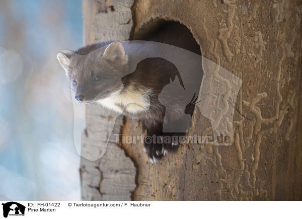 Baummarder / Pine Marten / FH-01422