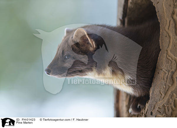 Pine Marten / FH-01423