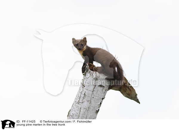 junger Baummarder im Baumstamm / young pine marten in the tree trunk / FF-11425