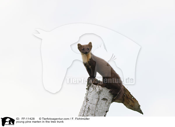 young pine marten in the tree trunk / FF-11428