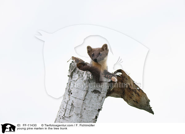 junger Baummarder im Baumstamm / young pine marten in the tree trunk / FF-11430