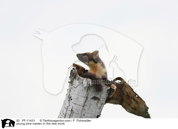 young pine marten in the tree trunk / FF-11431