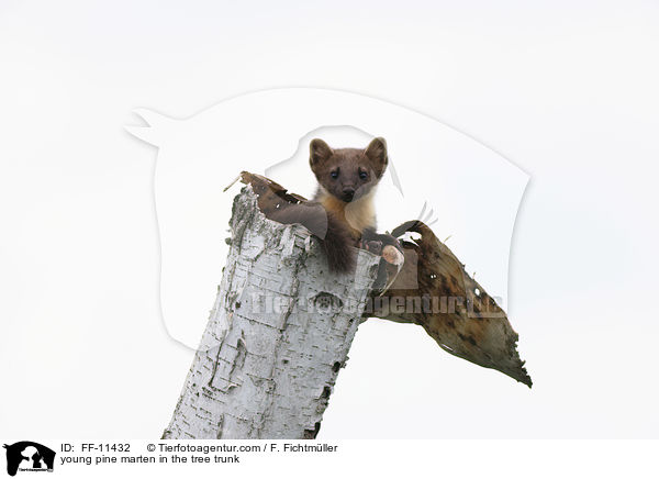 young pine marten in the tree trunk / FF-11432