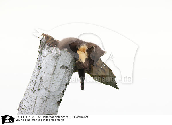 young pine martens in the tree trunk / FF-11433