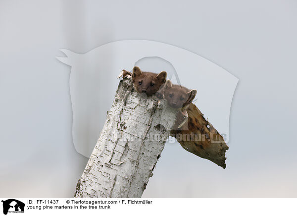 young pine martens in the tree trunk / FF-11437