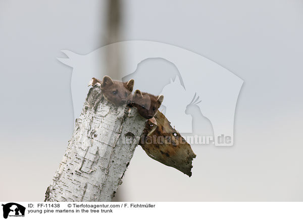 young pine martens in the tree trunk / FF-11438